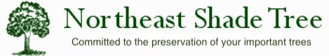 Northeast Shade Tree Logo